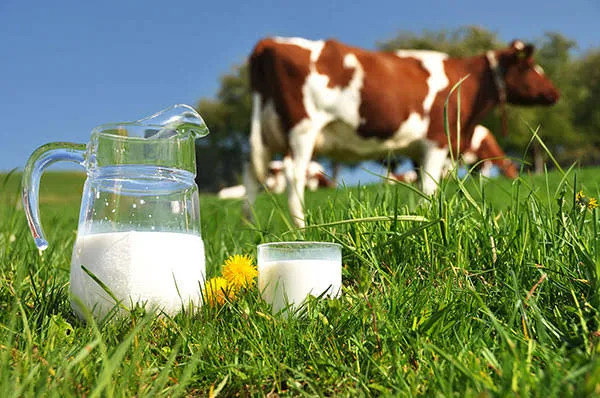 Maziwa Fresh Ya Kupima â€“ Pure Fresh Milk Without UHT Preservatives Â½